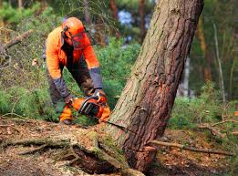 How Our Tree Care Process Works  in Zion, IL